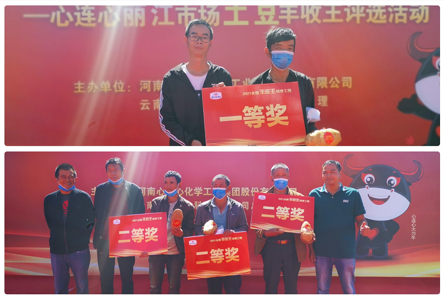 喜迎丰收，薯王争霸！——心连心丽江市场土豆丰收王评选活动成功举行